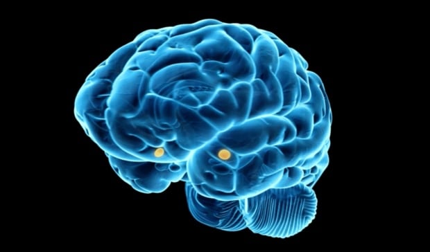Cómo la meditación puede cambiar la respuesta de su cuerpo a la tensión de CBC.ca 1 Amygdala in the brain