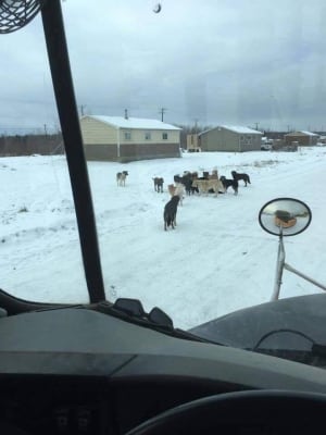 A pack of dogs on a remote First Nation