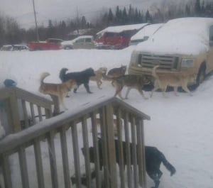 A pack of dogs on a remote First Nation.