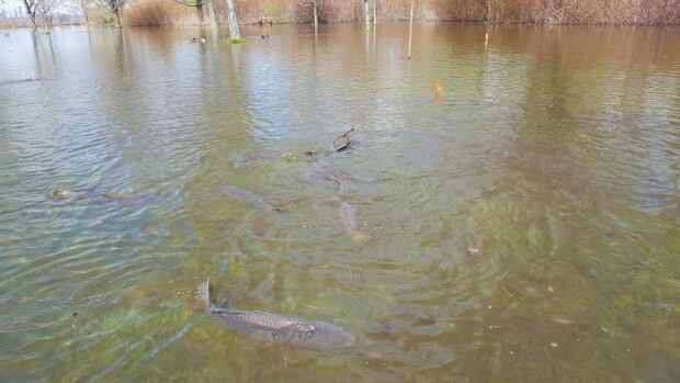 Carp on baseball diamond