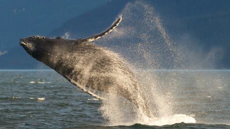 In this July 9, 2014 file photo, an adult humpback whale breaches in Lynn Canal near Juneau, Alaska. On Monday, April 20, 2015, the National Oceanic and Atmospheric Administration Fisheries said in a release that it is proposing removing most of the humpback whale population from the Endangered Species Act, announcing that protection and restoration efforts have led to an increase in humpbacks in many areas. Humpback Whales