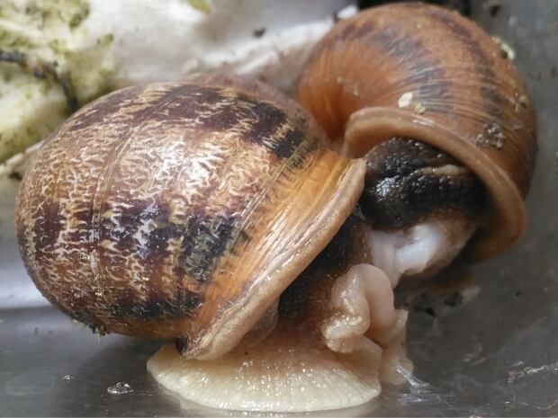 snails mating