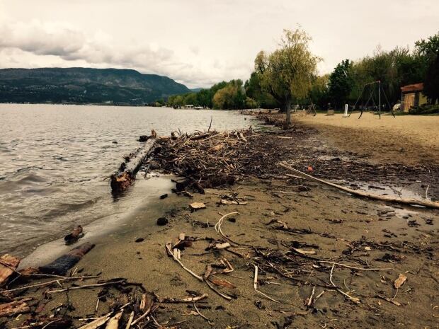 Okanagan Lake driftwood