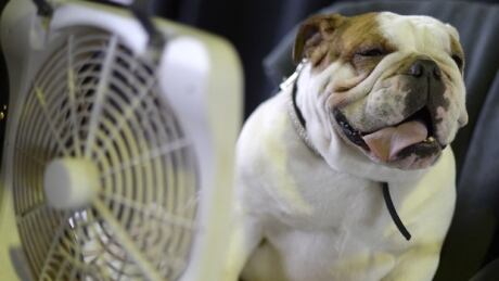 It was be short-lived, but hot and humid conditions will make it feel as hot as 40 C on Thursday in parts of New Brunswick. heat alert