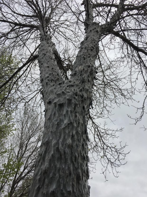 Brandon caterpillars