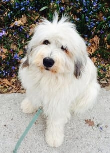 Boris the dog