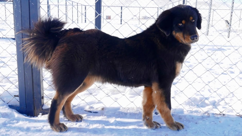 The Mongolian Bankhar dog originated 15,000 years ago in Central Asia.