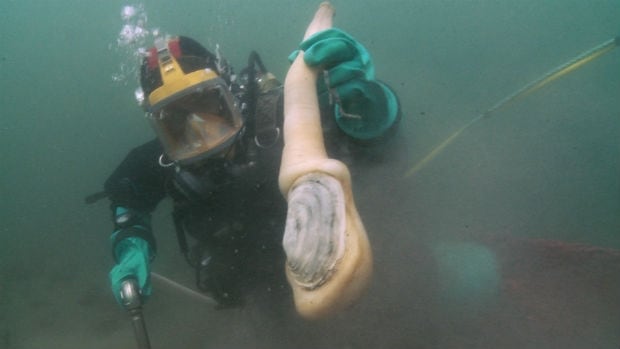 Harvesting geoduck