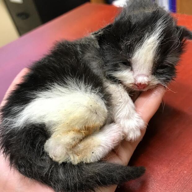 Prince Albert Sask rescued kitten
