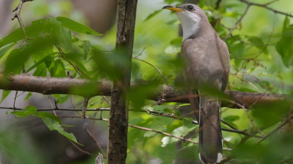 As climate change has shifted spring, certain bird species like the yellow-billed cuckoo, aren't able to adjust.
