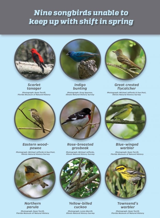 bird study species chart