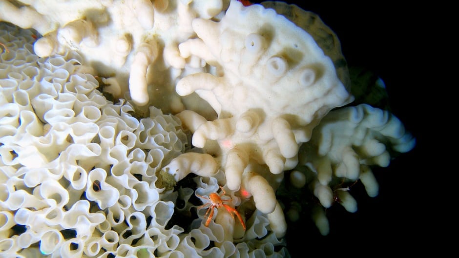Glass sea sponge reefs are rare: they're only found in the deep ocean, off the coast of B.C.