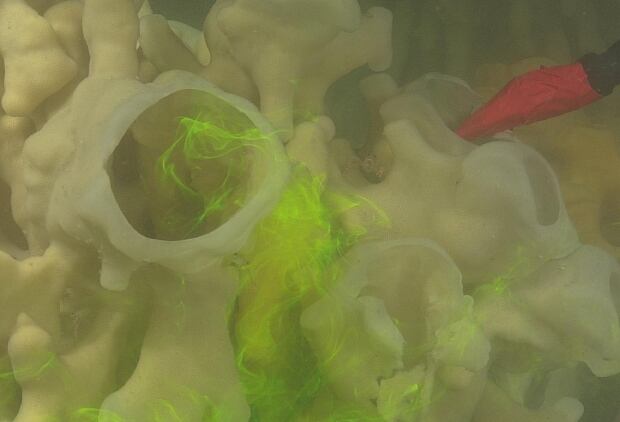Glass sea sponge reef
