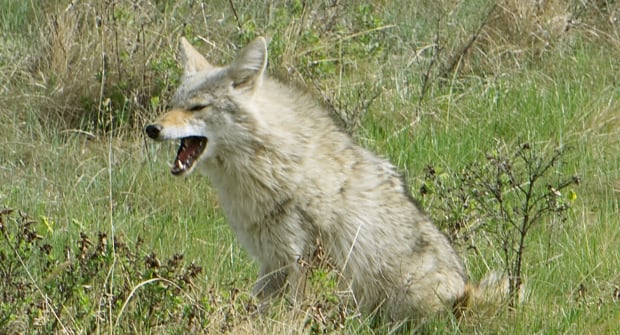 Coyote in NW Calgary park