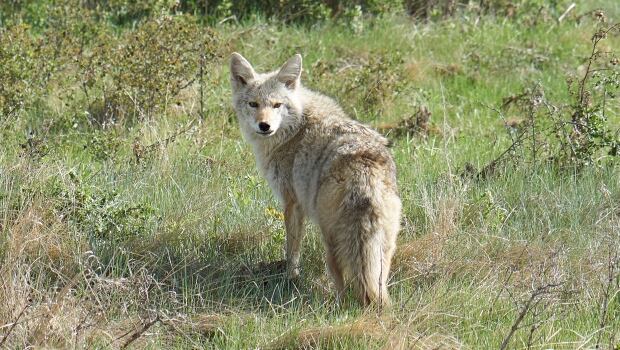 Coyote in NW Calgary park