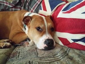 Sit With Me Rescue