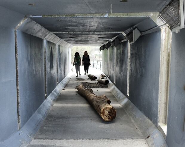 Driftwood in an NCC path underpass May 19, 2017