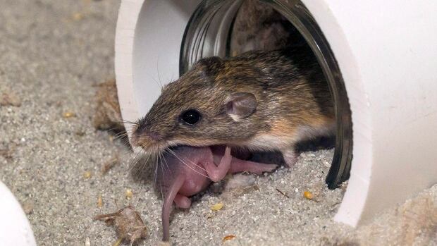 After nine months in space, mouse sperm has yielded healthy mice. The baby mice grew into adults with normal fertility of their own. Here, a Pacific pocket mouse pup and its mother appear outside their artificial burrow at the San Diego Zoo.
