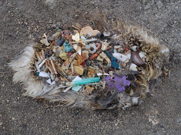 plastic island