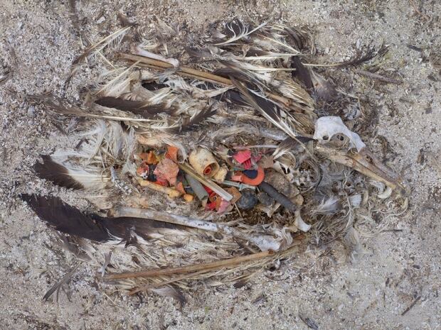 bird plastic