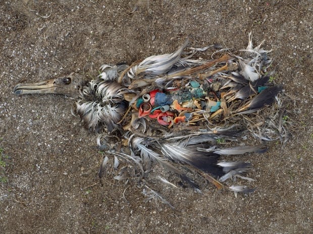 bird plastic