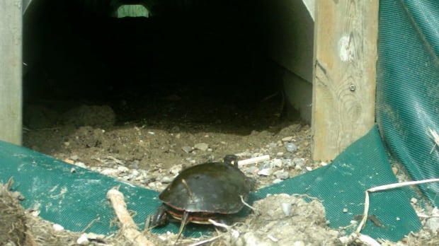 Blanding's turtle culvert Long Point