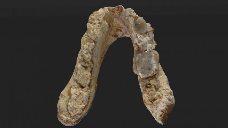 Lower jaw of Graecopithecus freybergi.