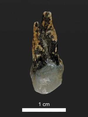 7.2 million year old fossilized tooth
