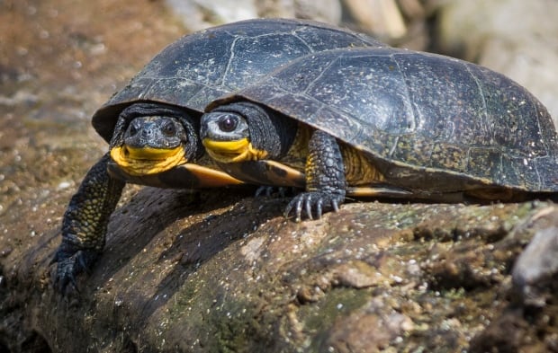 Blanding's turtles