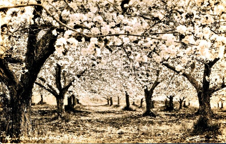 Take A Peek At The Apple Blossom Festival S Early Days Cbc News Take A Peek At The Apple Blossom Festival S Early Days Cbc News