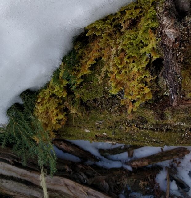 Snow pack