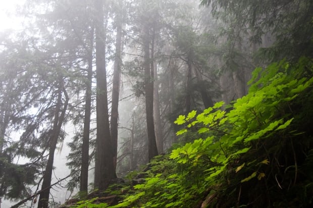 Rain in the rainforest