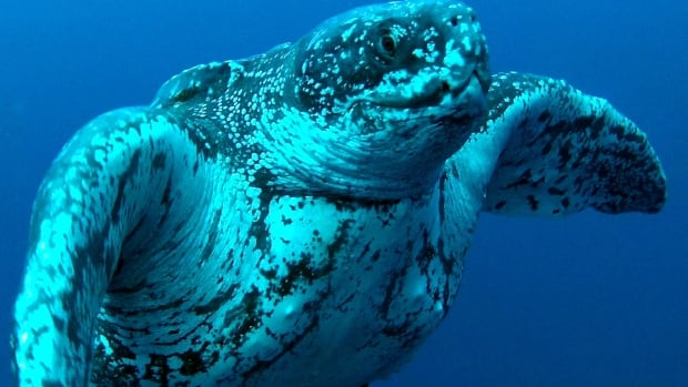 Leatherback Sea Turtle
