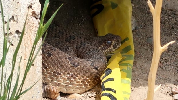 rattle snake