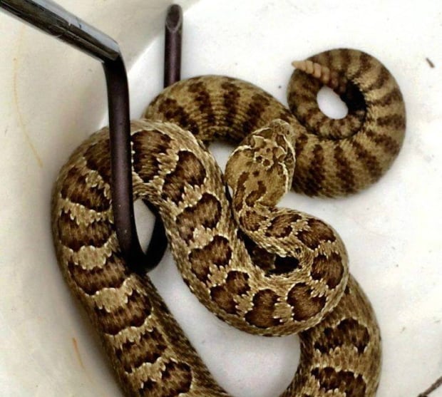 rattlesnake in a bucket