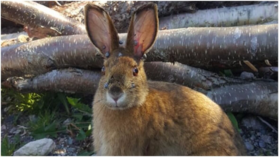 Tickcovered rabbit in Seal Cove raises concerns about Lyme disease