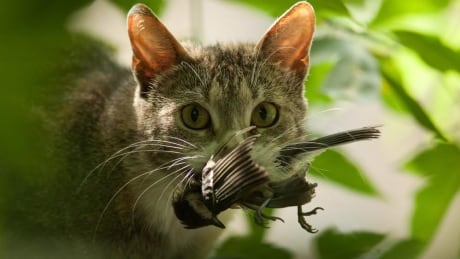 Cat with a bird in a teeth.; Shutterstock ID 38280994; Cost Ctr: sinclair.jesara@gmail.com; Manager: Jay Tharayil; Email: M71071199900; Project: killer cats Cat with bird in teeth