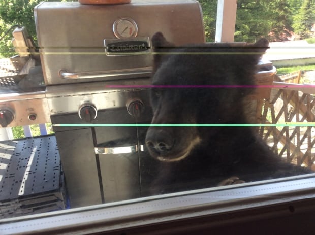 Bear in family home