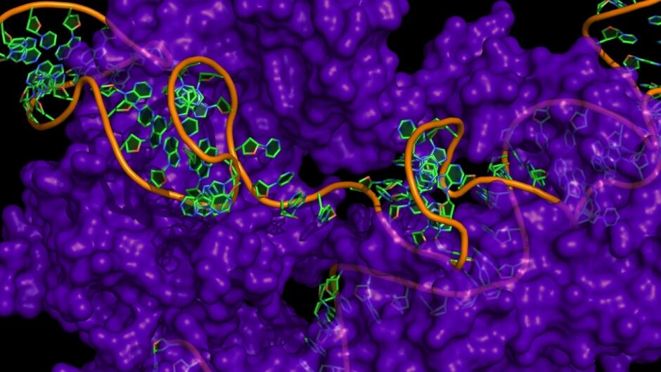 Structure of the gene editing enzyme Cas9 interacting with guide RNA and DNA.
