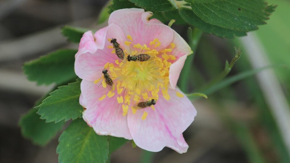 Syrphid flies pollinating a Wild Prairie Rose.