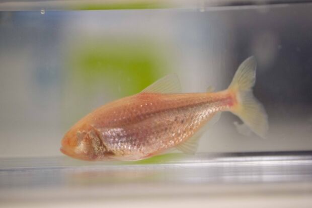 Mexican blind cavefish