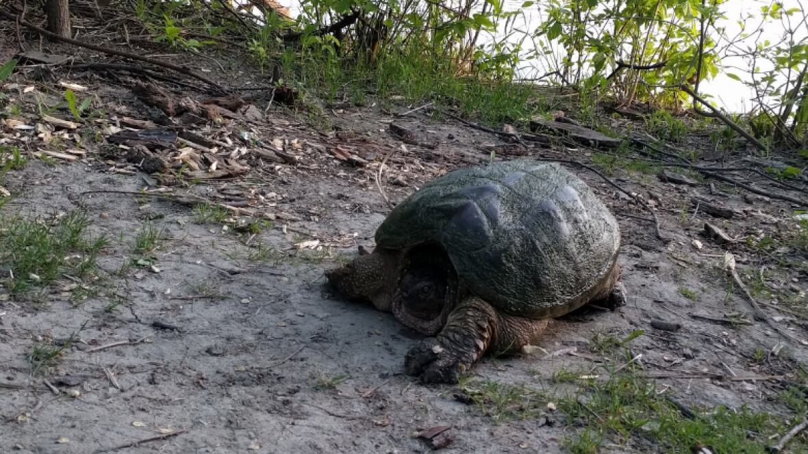 'Something you don't expect to see' Winnipeg jogger snaps shot of