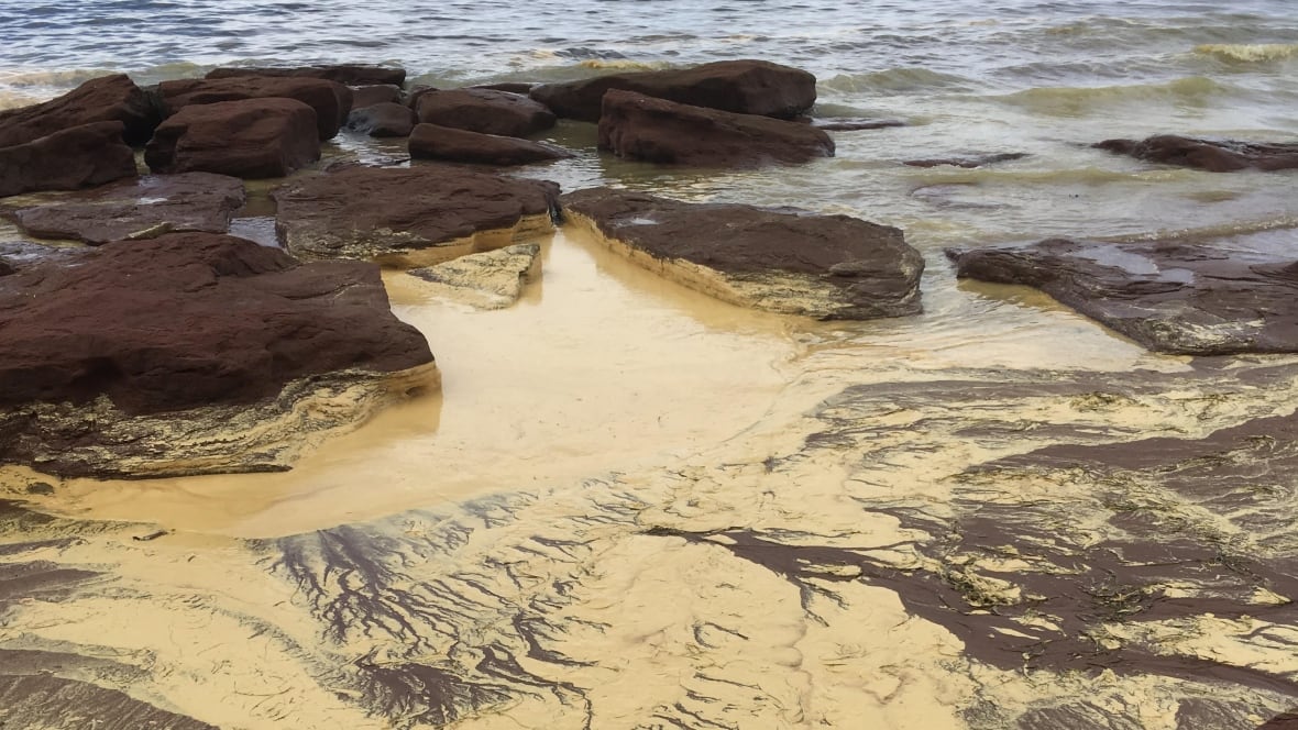 'Blame the males' UPEI biologist says pollen amounts normal Prince