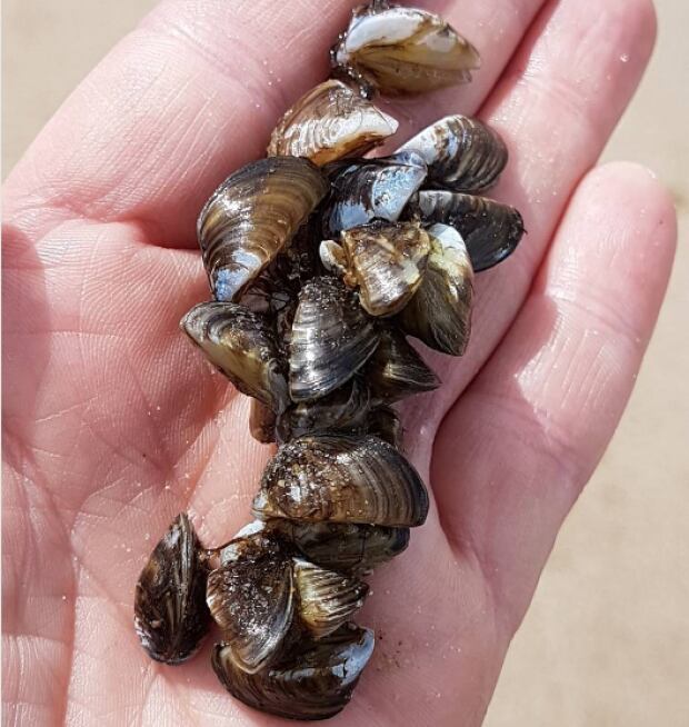 Invasive zebra mussels discovered in St. John River watershed in Quebec