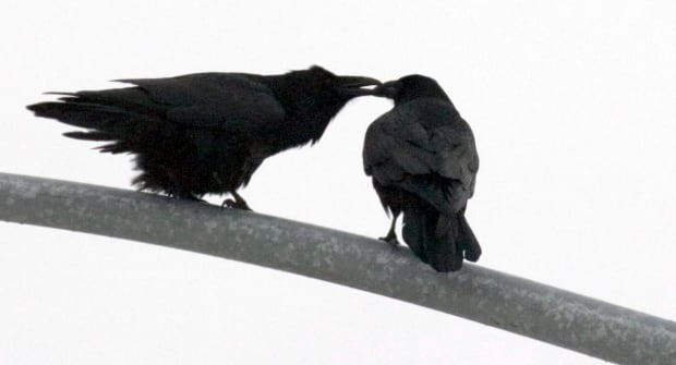 Ravens