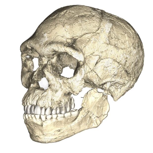 Homo sapiens
