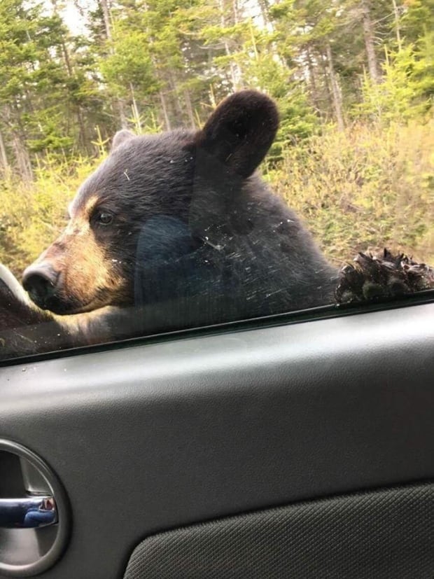 Young Black Bear Gros Morne