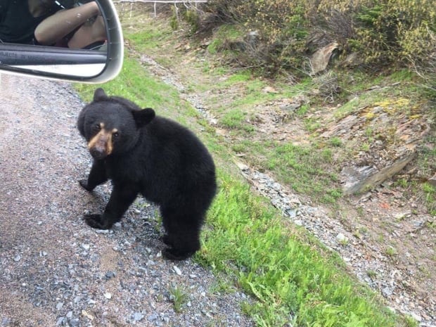 Young black bear in Gros Morne