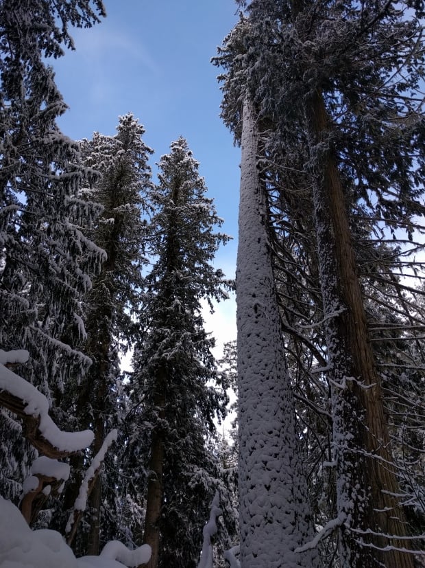 ancient snow forest