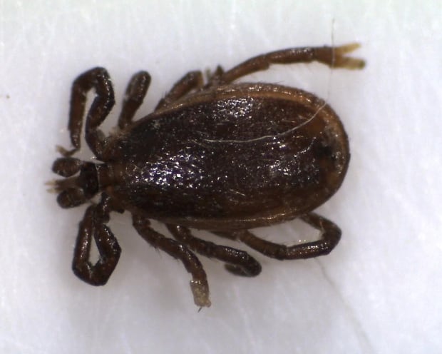 Tick Stratford negative